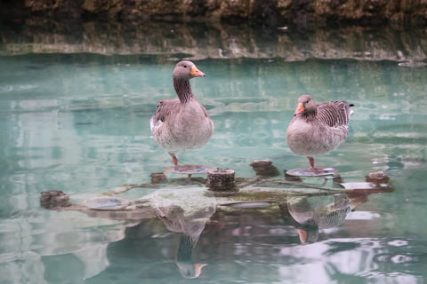 Ducks in Barcelona