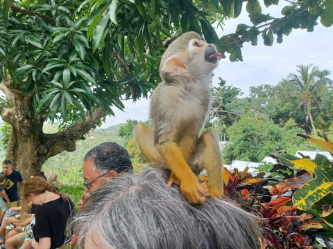 Opička na hlavě mojí mamky